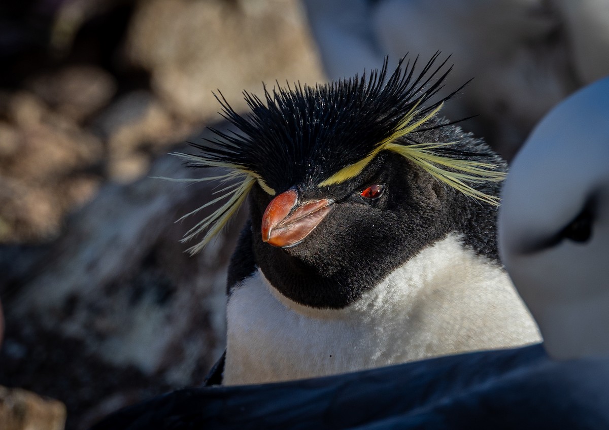 Western Rockhopper Penguin - ML645987865