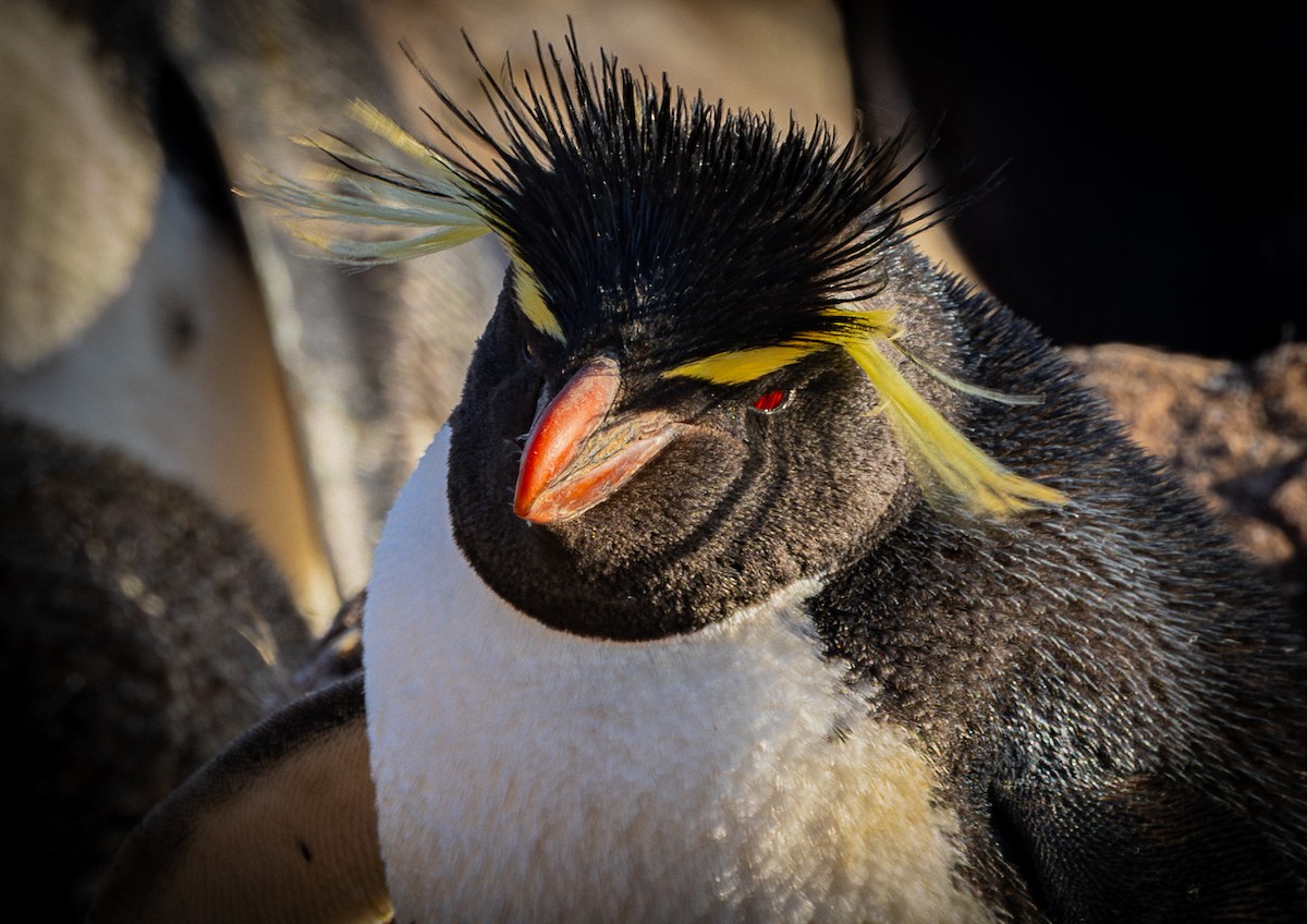 Western Rockhopper Penguin - ML645987866