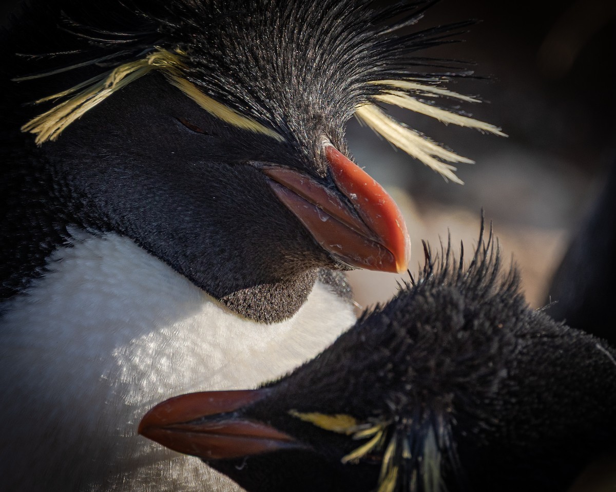 Western Rockhopper Penguin - ML645987867