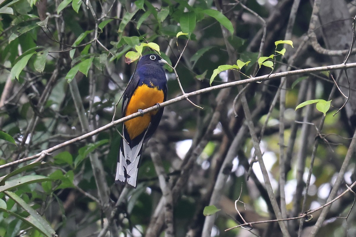 Зеленохвостый трогон - ML645987868