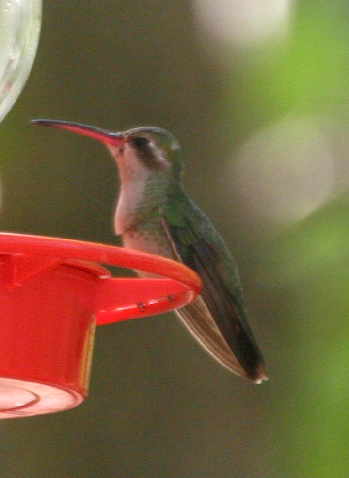 Ширококлювый колибри - ML645987869