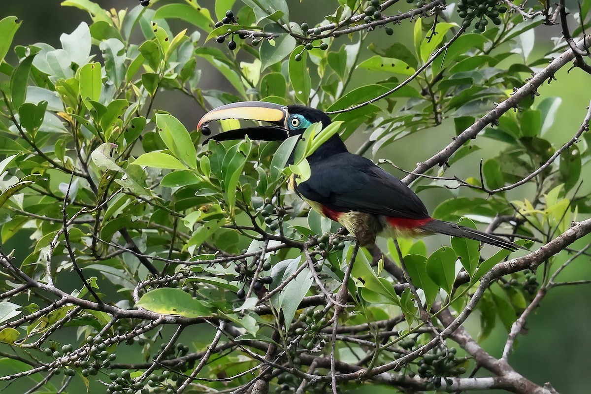 Полосатый арасари - ML645987870