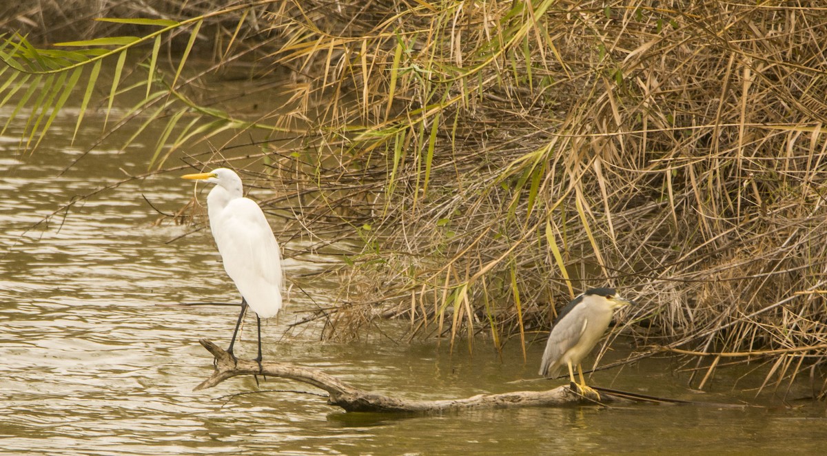 Кваква - ML645987871