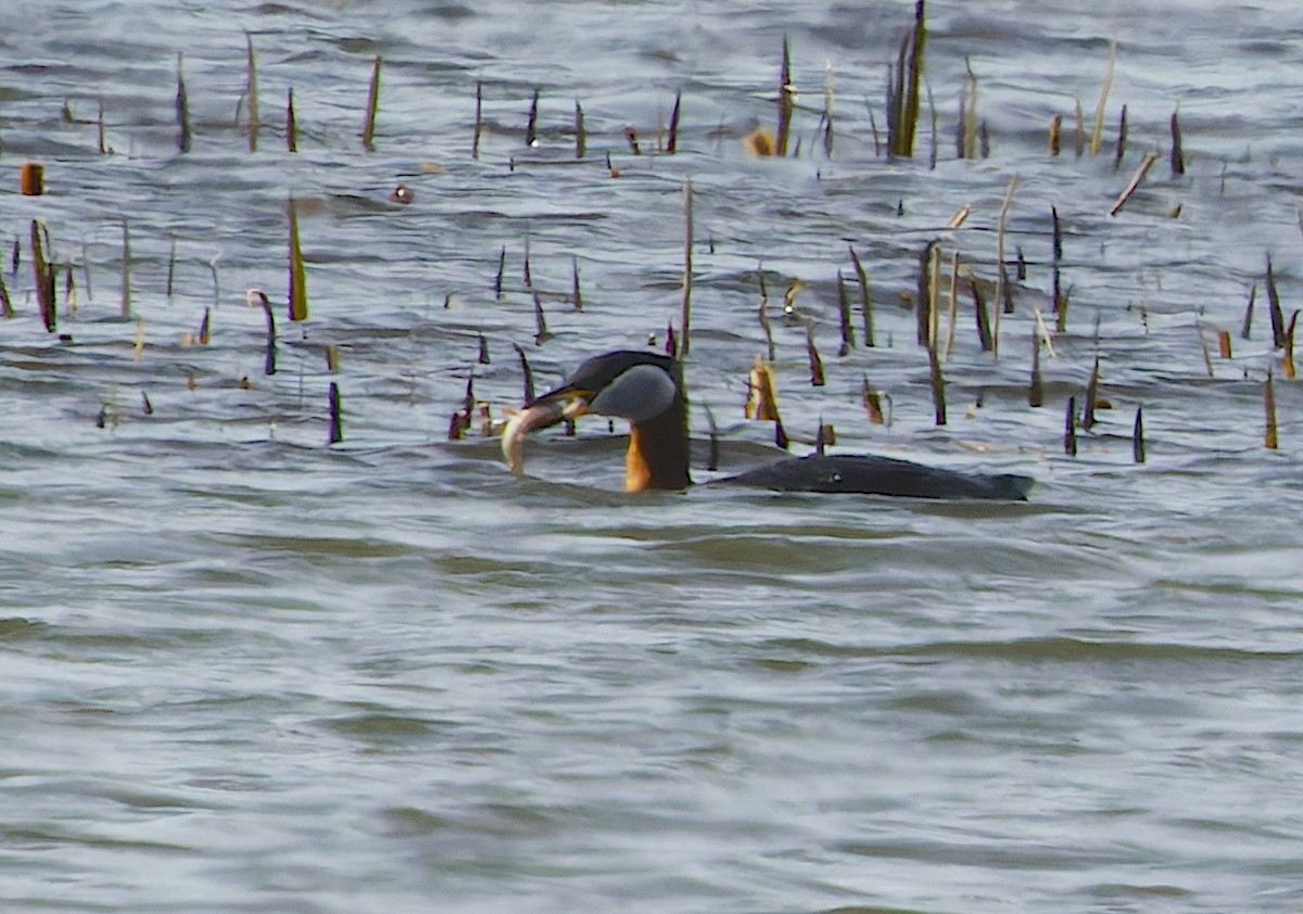 Серощёкая поганка - ML645987872
