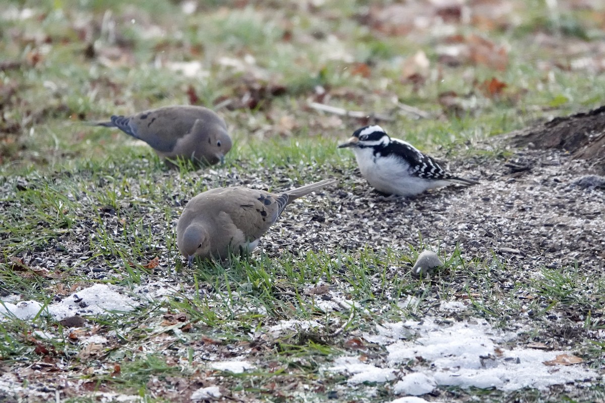 Плачущая горлица - ML645987873