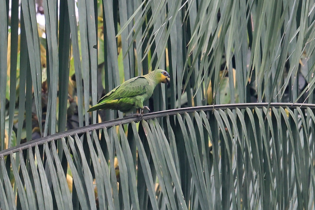 Оранжевокрылый амазон - ML645987875