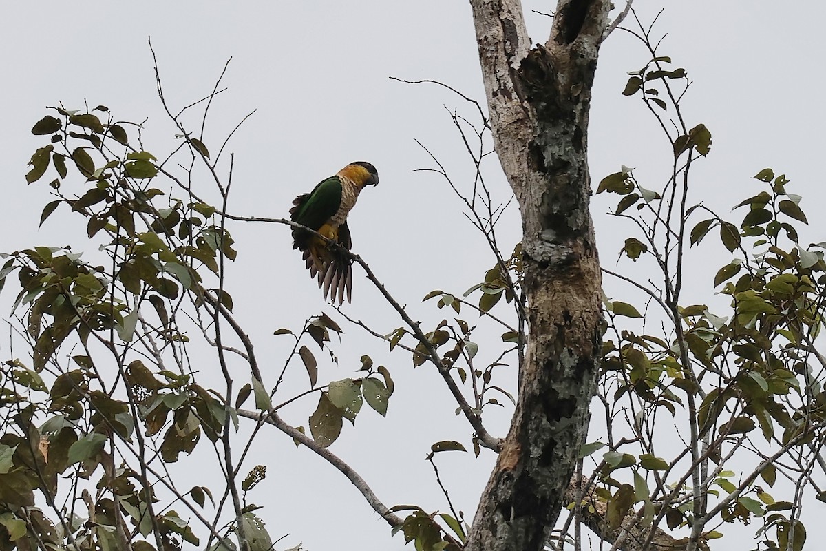 Black-headed Parrot - ML645987876