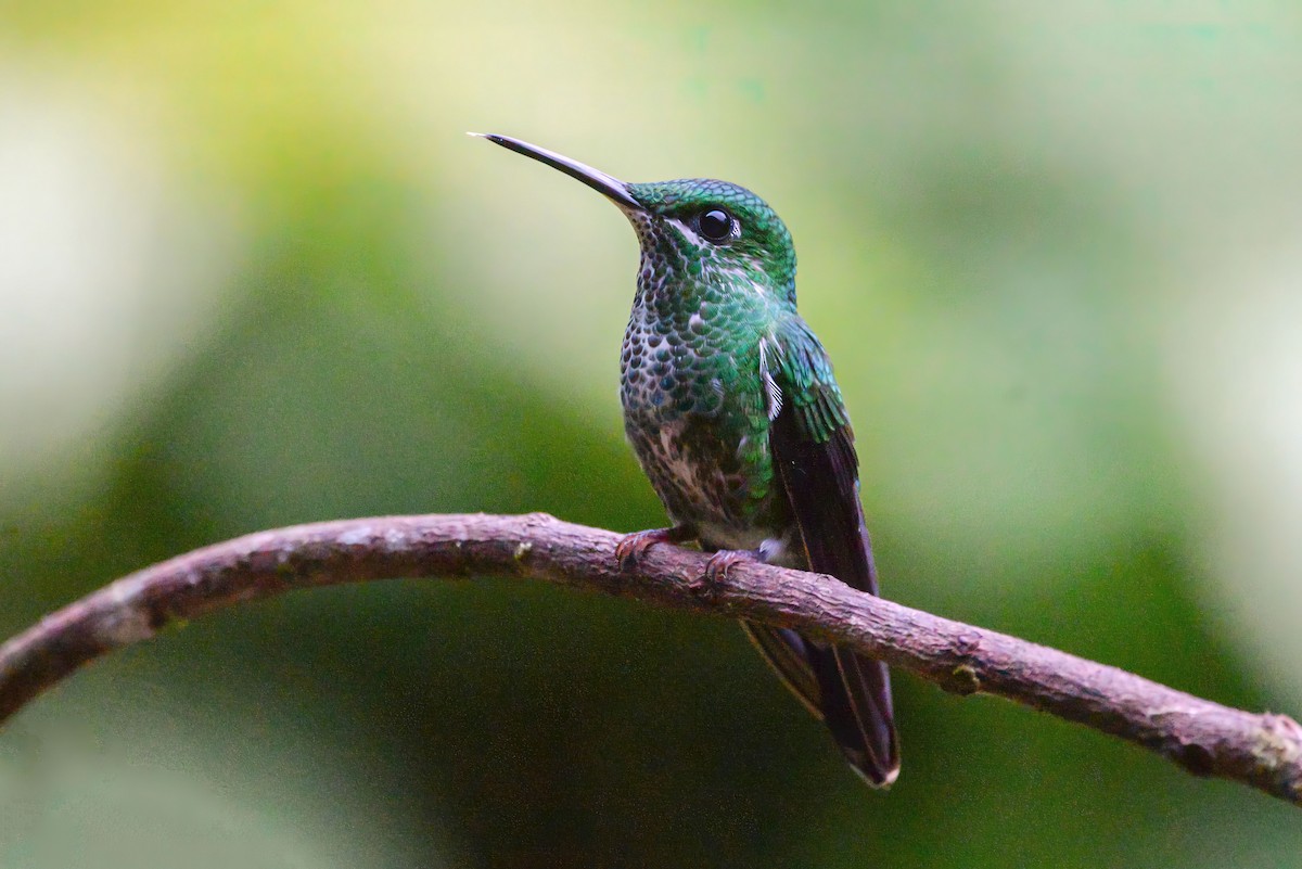 Синегрудый бриллиант - ML645987877