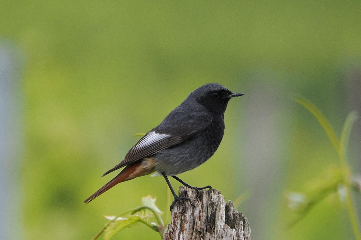 Черная горихвостка - ML645987878