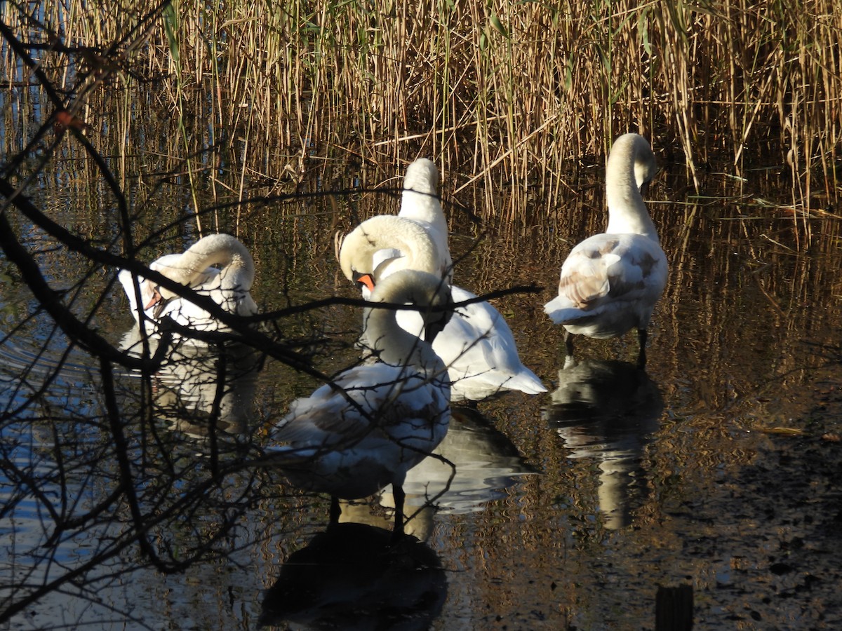 Лебедь-шипун - ML645987879