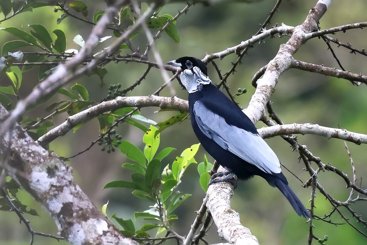 Голошейный плодоед - ML645987880