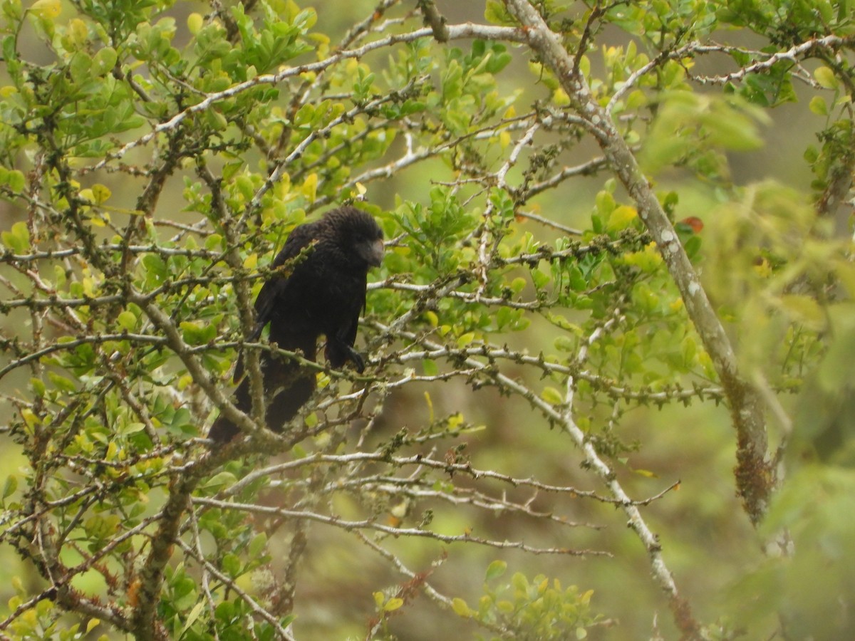 Гладкоклювая ани - ML645987881