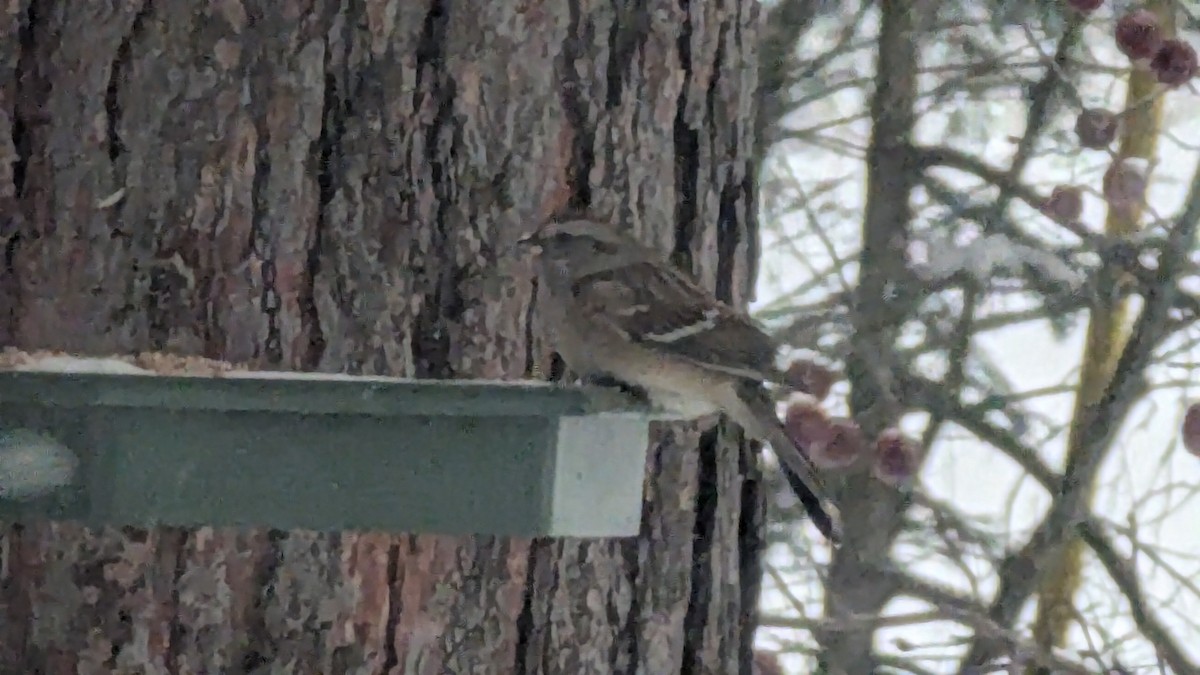 Воробьиная овсянка - ML645987882