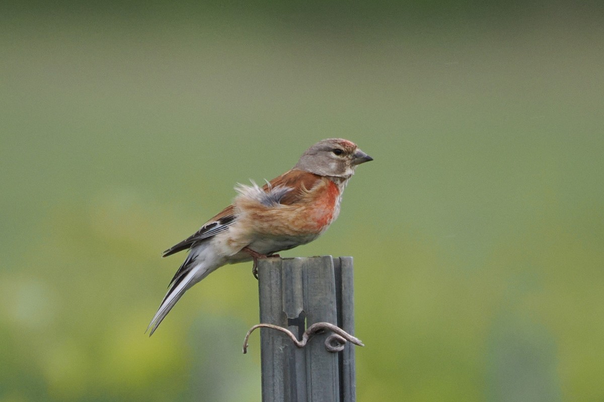 Коноплянка - ML645987883