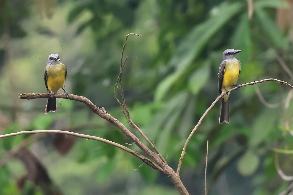 Королевский тиранн - ML645987884