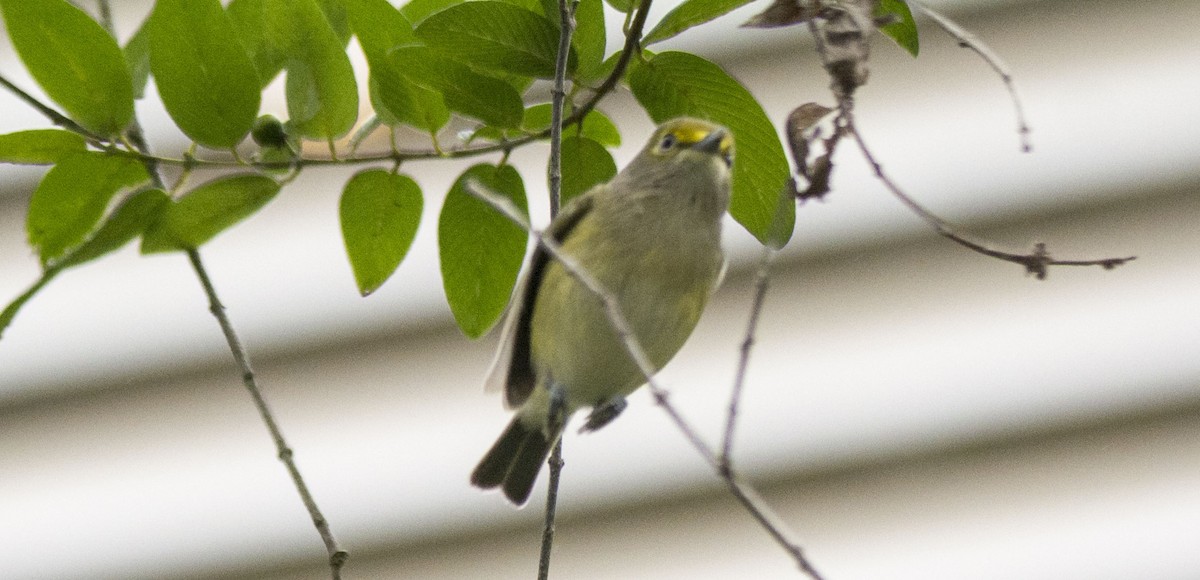 Weißaugenvireo - ML645987902