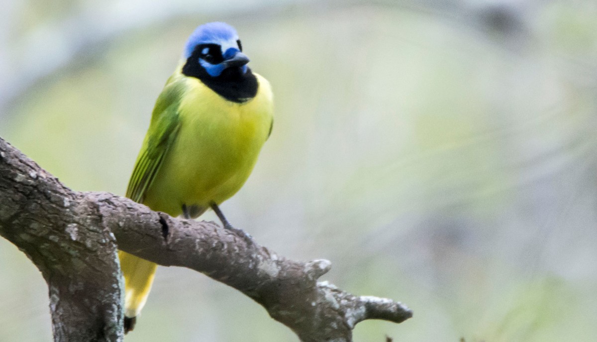 sojka zelenavá - ML645987903