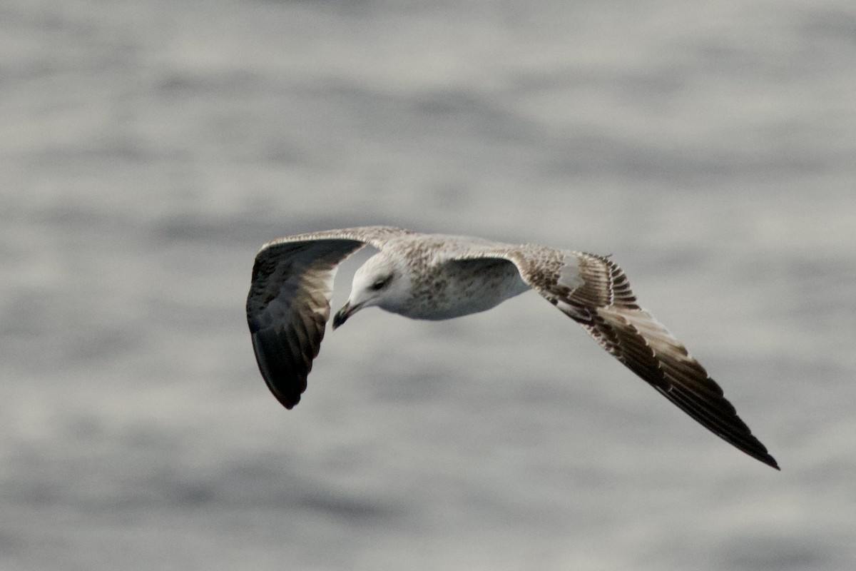 чайка sp. - ML645987911