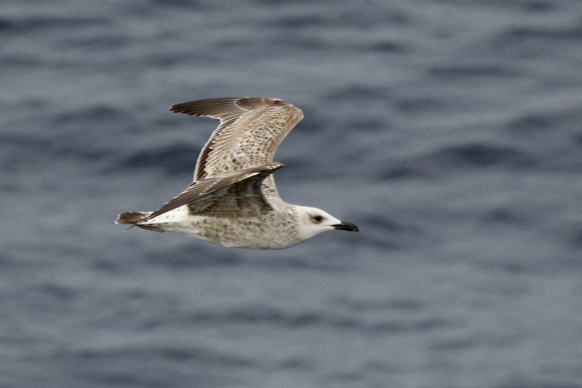 чайка sp. - ML645987912