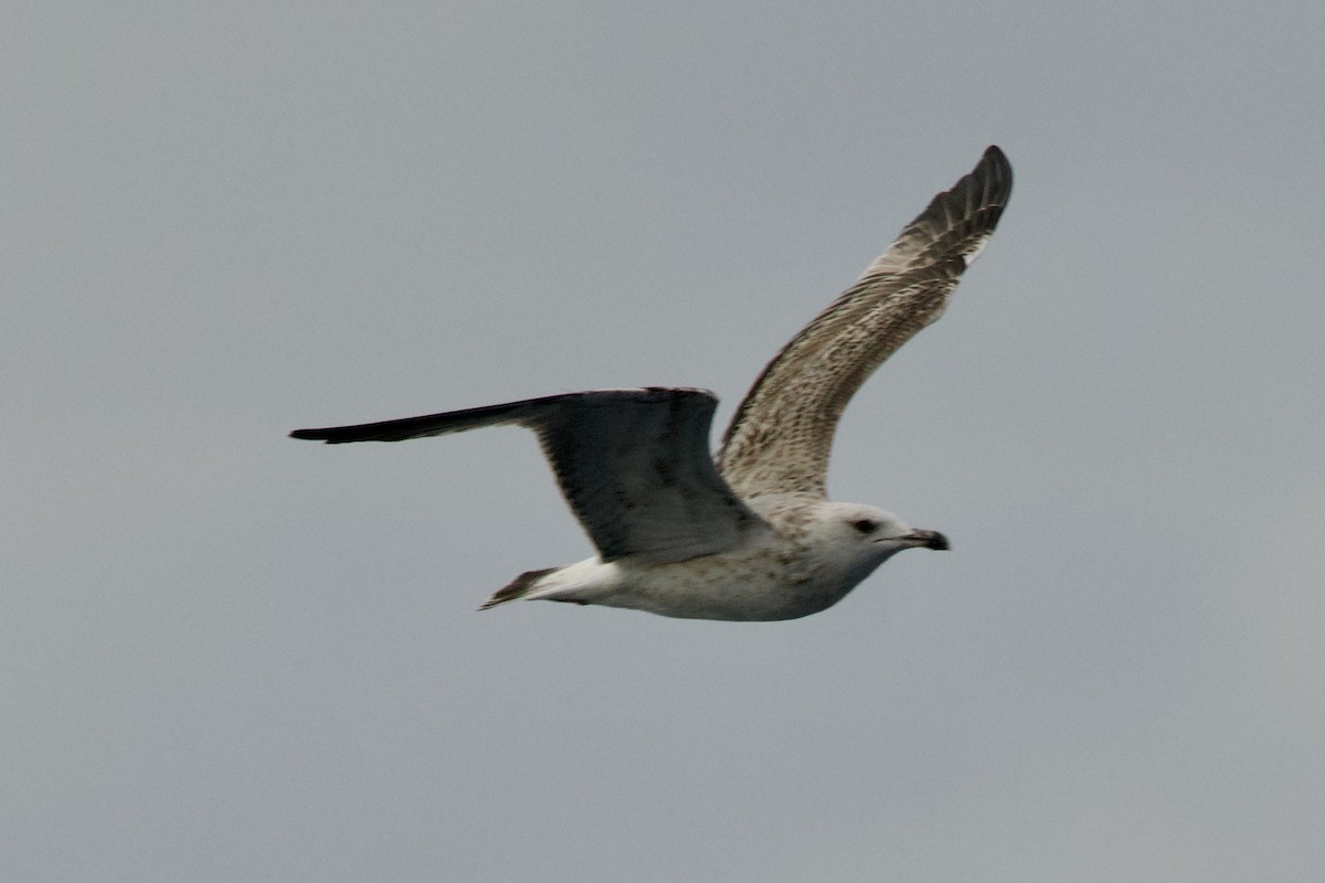 чайка sp. - ML645987913