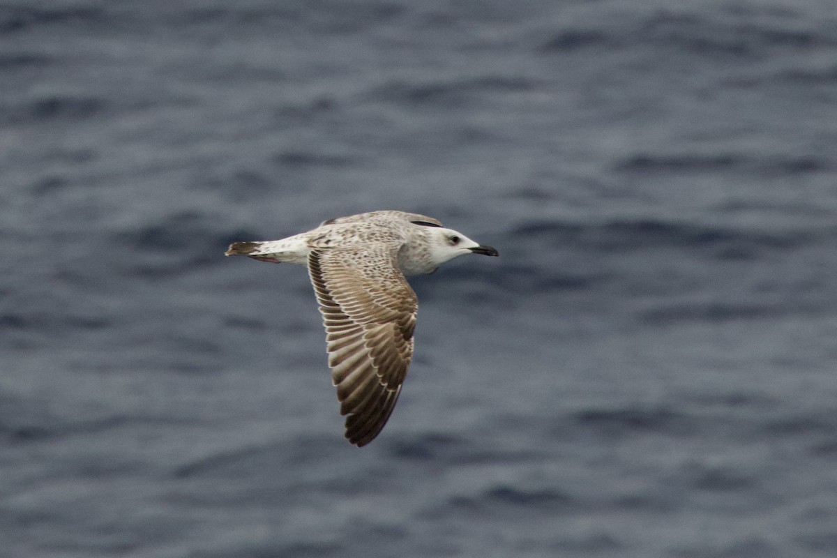 чайка sp. - ML645987914