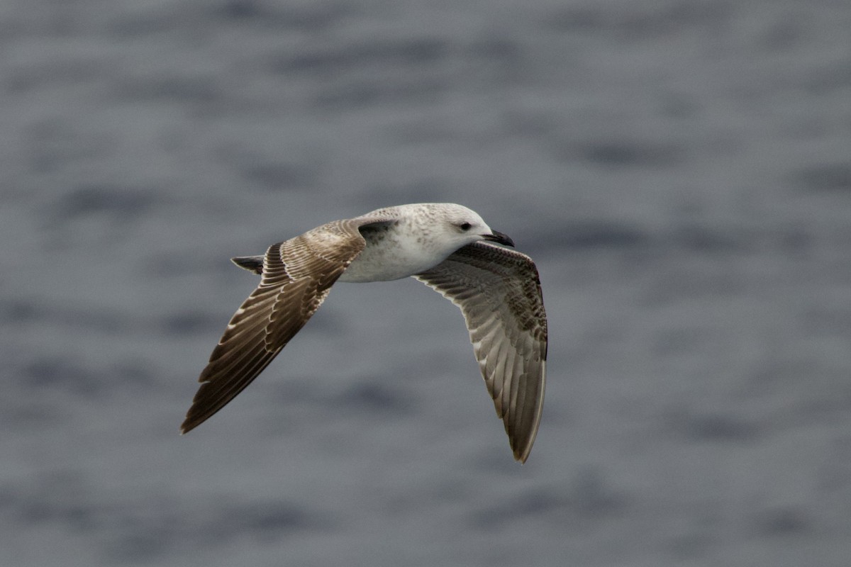 чайка sp. - ML645987915