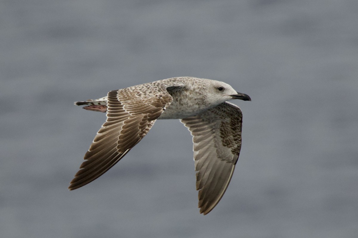 чайка sp. - ML645987916