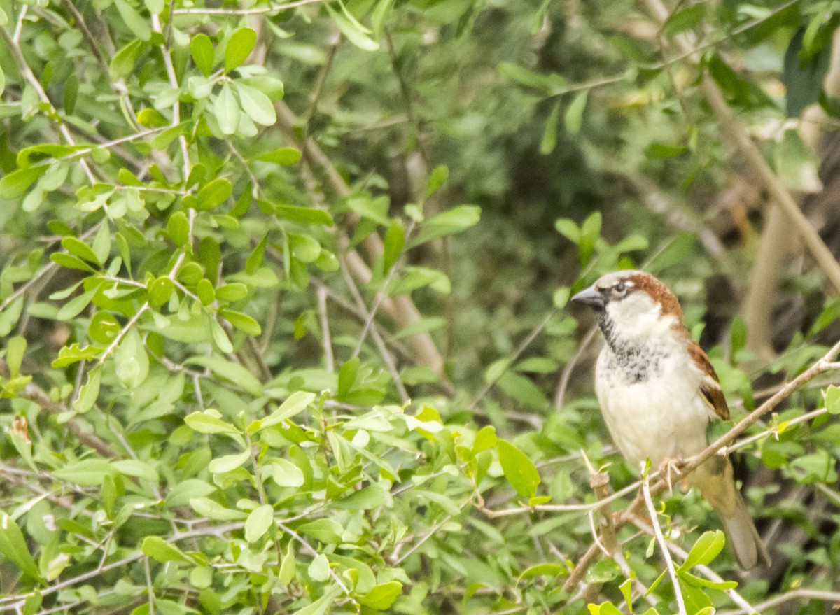 Gorrión Común - ML645987939