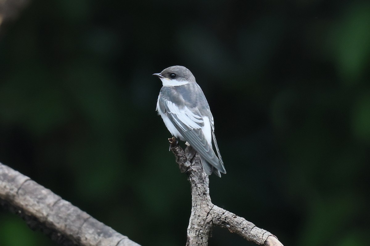 White-winged Swallow - ML645987944