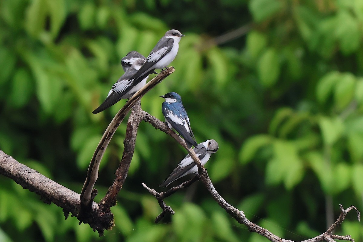 White-winged Swallow - ML645987949