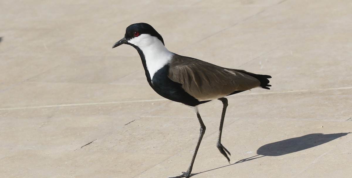 Vanneau à éperons - ML645987957