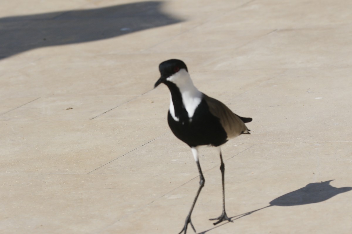 Vanneau à éperons - ML645987960