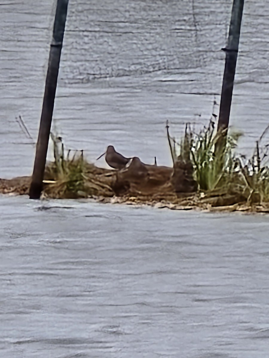 חרטומית ביצות - ML645987973