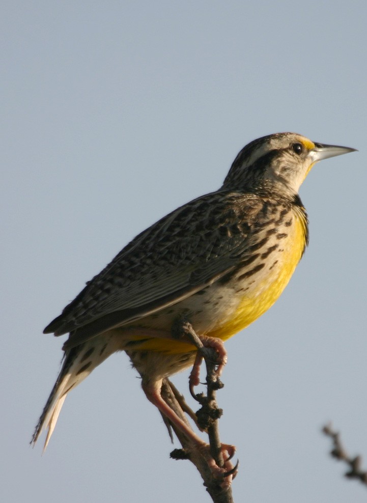 Chihuahuan Meadowlark - ML645987981