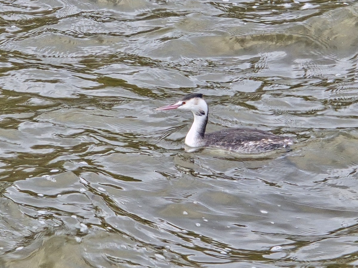 Отгот шунгуур - ML645987983