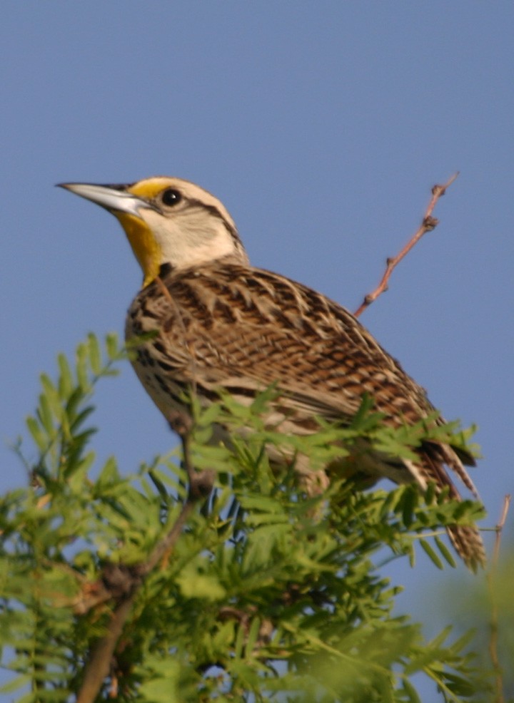 Chihuahuan Meadowlark - ML645987984