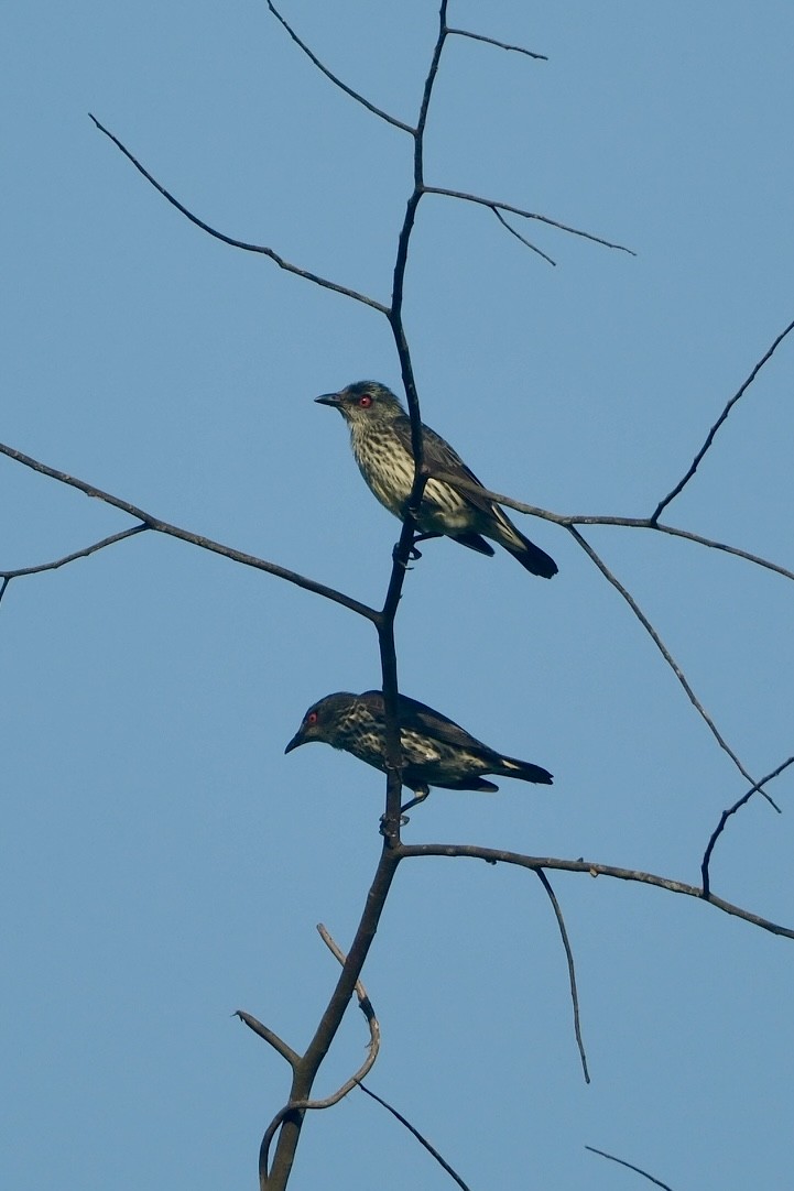 Asian Glossy Starling - ML645987989