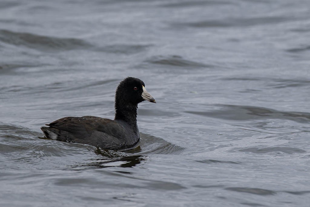 American Coot - ML645987994