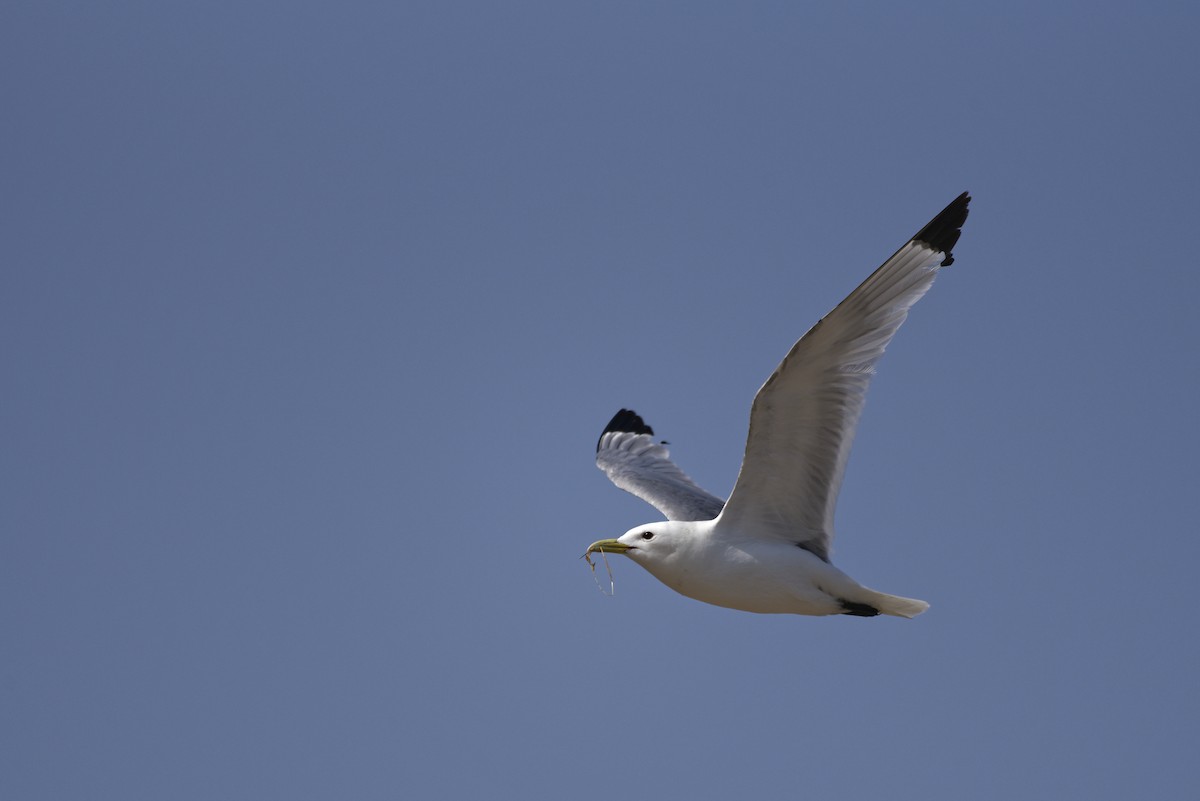 Kara Ayaklı Martı - ML645988004