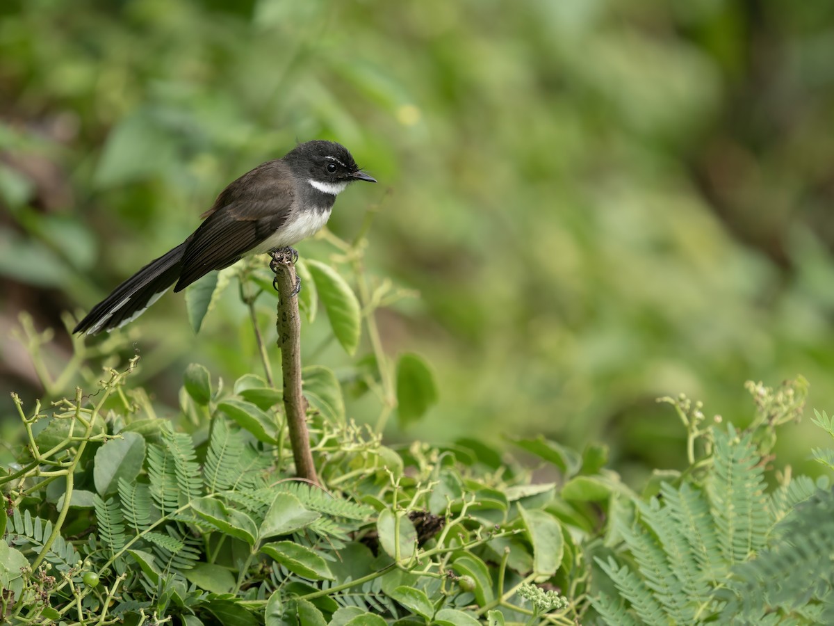 Malaysian Pied-Fantail - ML645988033