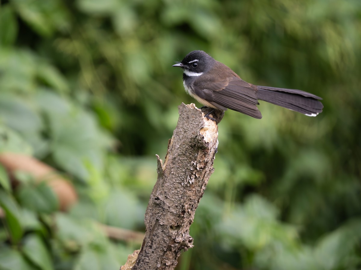Malaysian Pied-Fantail - ML645988034