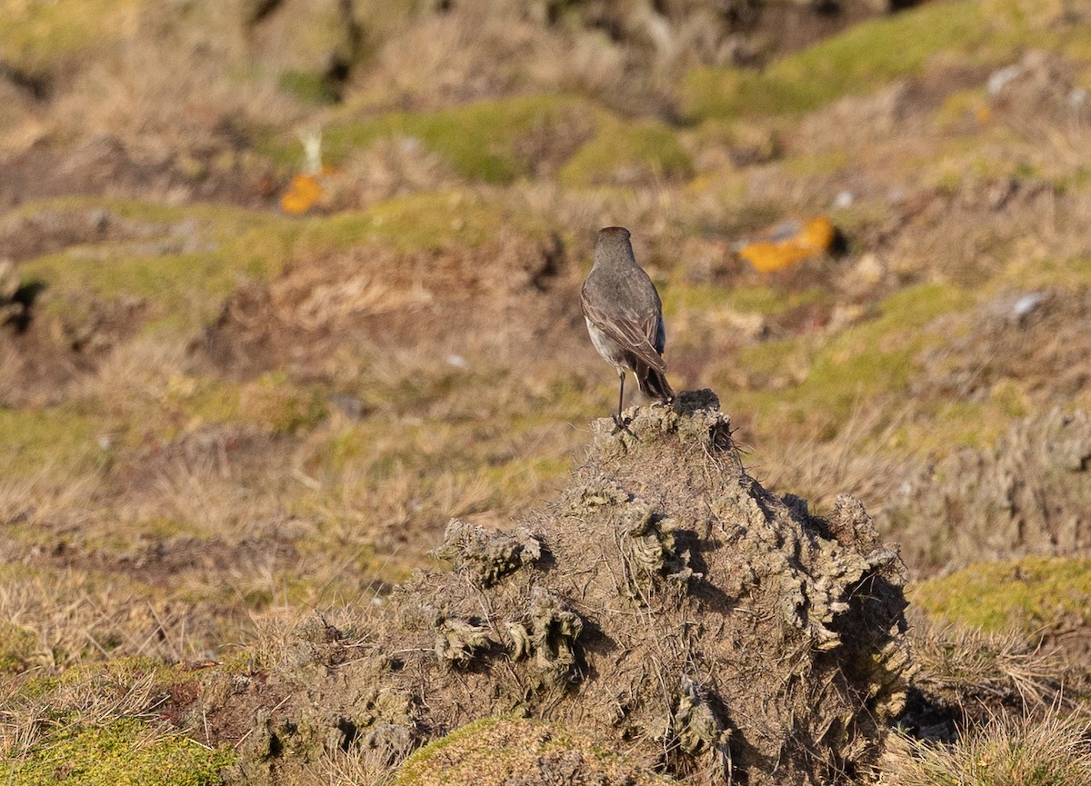 Maskengrundtyrann - ML645988056