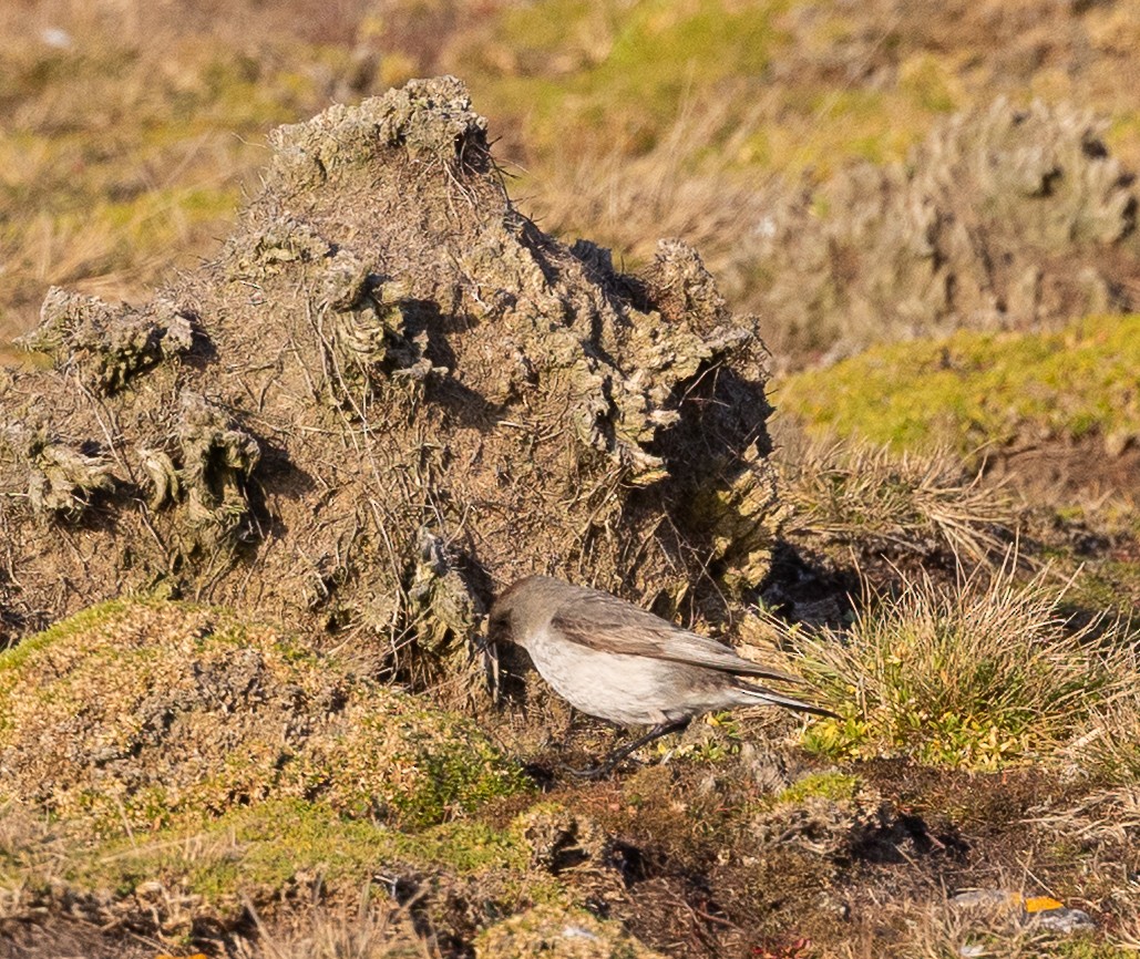 Maskengrundtyrann - ML645988057