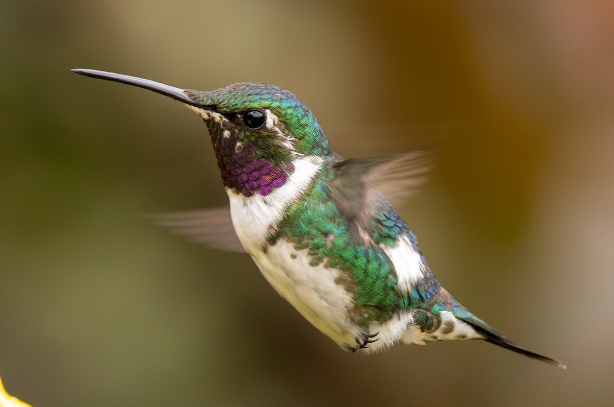 hvitbukkolibri - ML645988068