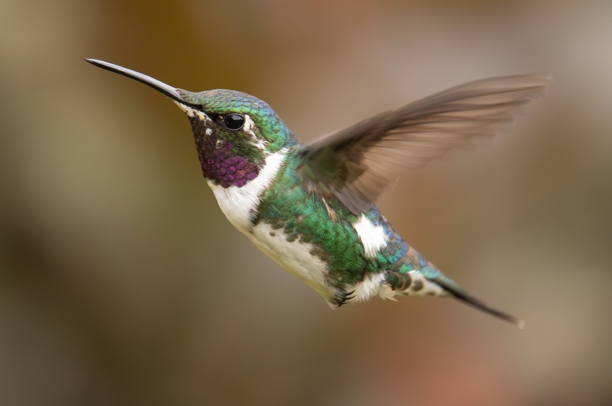 hvitbukkolibri - ML645988069