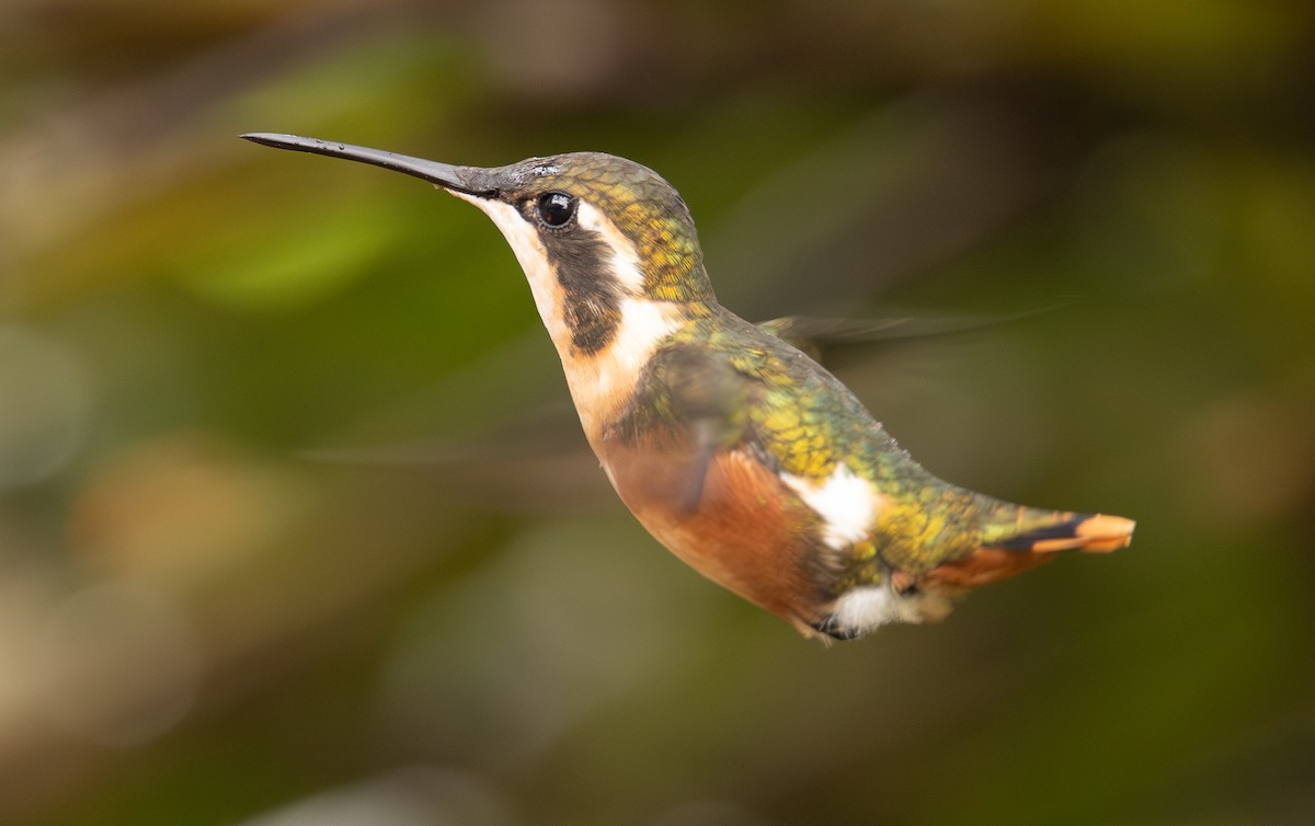 hvitbukkolibri - ML645988072