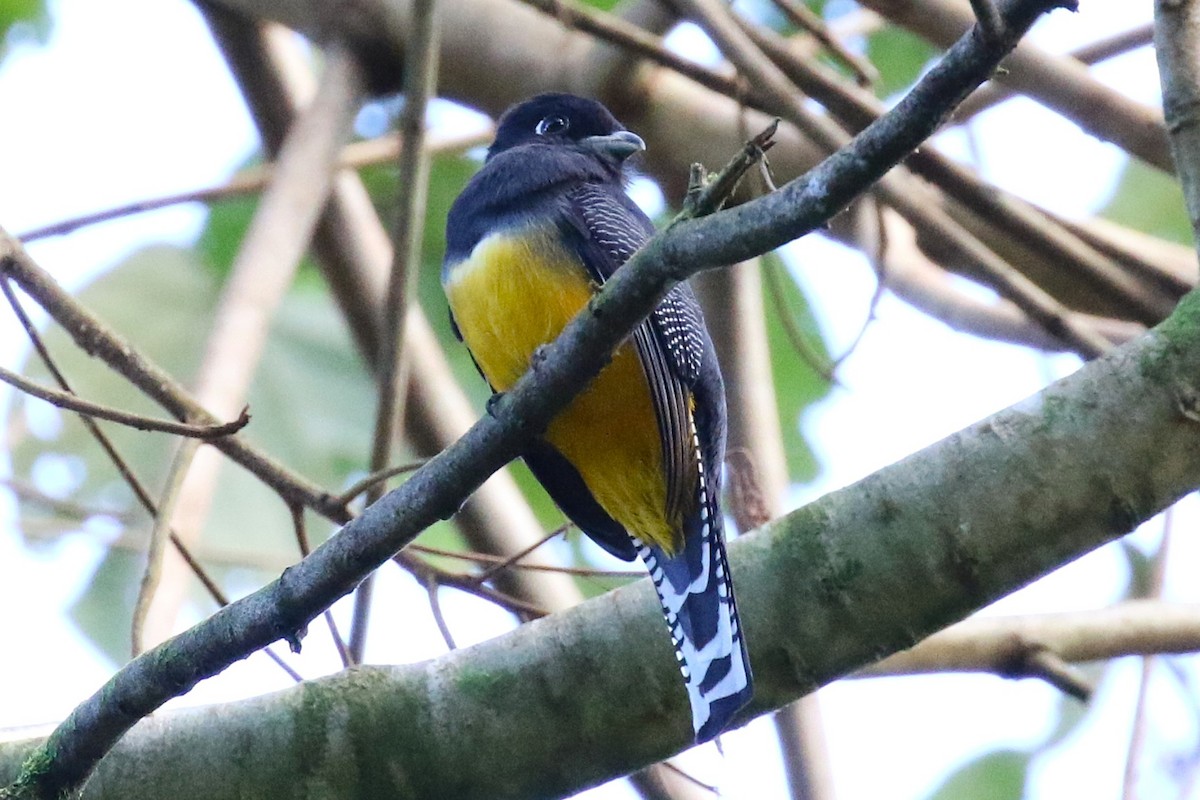 Gartered Violaceous Trogon - ML645988077