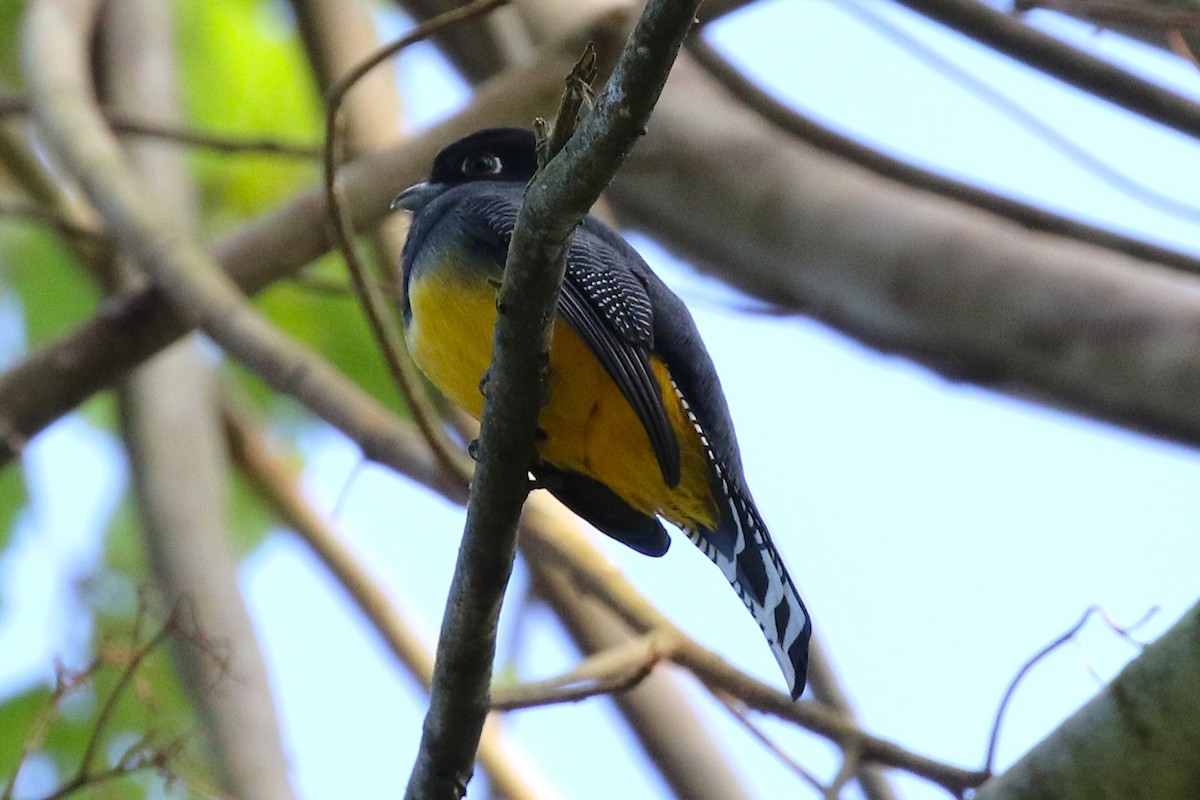 Gartered Violaceous Trogon - ML645988079