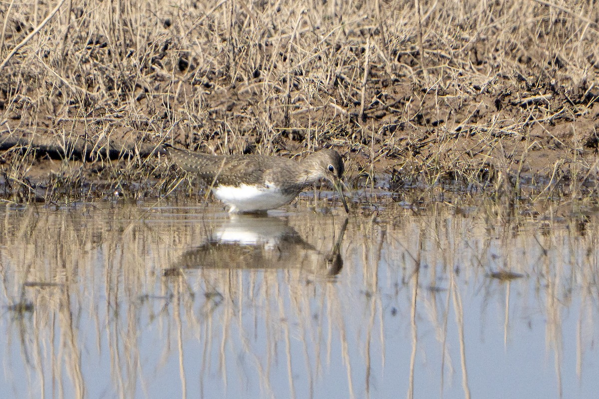 Green Sandpiper - ML645988086