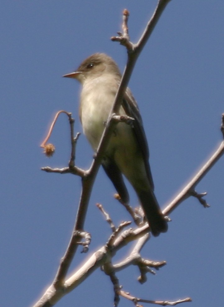 Greater Pewee - ML645988095